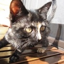 飼ってくださる方をさがしています