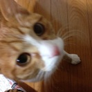 黒目がち、スリスリしてくるのが可愛い白茶トラ君♡