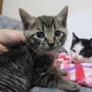 殺処分を免れました　１〜２ヶ月の子猫達（きじとら、パステルきじ、...