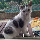 ノラ猫ちゃん飼ってくれる方探してます！