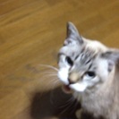 臆病で甘えたな７歳です - 岸和田市