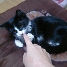 ☆ふわふわ長毛　黒白の男の子　ぽんたくん　里親募集中☆