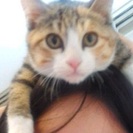メス3カ月ミケ柄子猫です