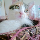 里親さん決まりました。ありがとうございました。
