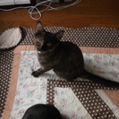 6か月くらいの子猫