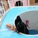 グルグルしっぽの黒猫（４月生まれ・オス）里親募集