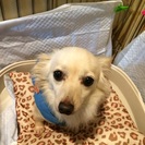 チワックス3才 オス