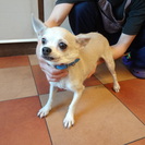 チワワ（スムース）の女の子の里親様を募集中です！真剣にお考えの方...
