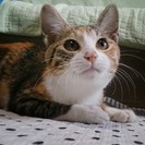 新しく家族に迎えてみませんか？　＜新しい家族決まりました(^^♪...
