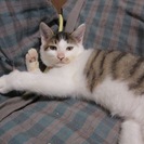 殺処分を免れました　人なつこい子猫（きじ白、サバトラ、茶白）