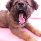 元気いっぱい生後３ヶ月半の雑種男の子です！ - 川崎市