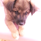 元気いっぱい生後３ヶ月半の雑種男の子です！ - 犬