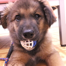 元気いっぱい生後３ヶ月半の雑種男の子です！ − 神奈川県