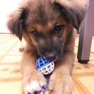 元気いっぱい生後３ヶ月半の雑種男の子です！ - 里親募集