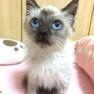 里親さんになって下さい。