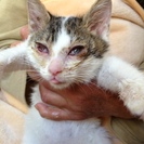 不運だった子猫の里親さん募集③白キジのつぐすけ♀