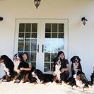  バーニーズマウンテンドッグ＼犬の飼育スタッフ募集／有償ボランティアバイト♪の画像