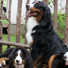  バーニーズマウンテンドッグ＼犬の飼育スタッフ募集／有償ボランティアバイト♪の画像