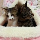 保護猫　仲良し兄弟