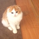 可愛いスコティッシュの子猫(男の子・女の子)の里親さん募集しています - 宍粟市