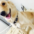 ゴールデンレトリバー - 犬