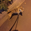 豆柴の里親