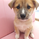 生後２ヶ月の女の子です！