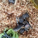 生後一ヶ月ジャンガリアン