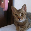 里親様決まりました。ありがとうございます。