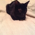 カワイイ黒猫ちゃんです。