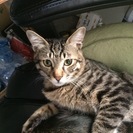 6月に保護された子猫の里親募集しています。