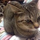 緊急募集♡ねこちゃん