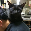 黒猫の里親募集中