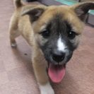 生後２ヶ月の女の子です！(