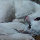 子猫の里親さん募集中