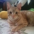 茶トラのひとなつこい子猫