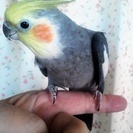 手乗りオカメインコ　ノーマル5歳　たぶん♂