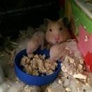 （終了）赤ちゃん７匹〜里親様の元へ