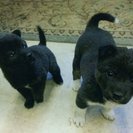 どちらも里親決定いたしました！