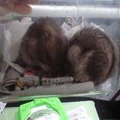 ジャンがリアン４か月２匹。大人ですが引き取ってください