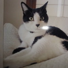 かわいいトムキャットの里親さんを募集します
