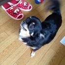 チワワ成犬  メス