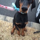 急募です！ドーベルマンの子犬です。
