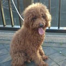 トイプードル2匹の里親さんを探しています。