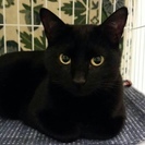 【新規受付中止】人も猫も大好き、美しく甘えん坊な黒猫リカちゃん（...
