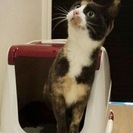 とっても小柄な三毛猫のはなちゃん2歳くらい（人馴れ訓練中）の画像