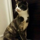 とっても小柄な三毛猫のはなちゃん2歳くらい（人馴れ訓練中） - 港区