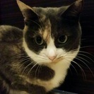 とっても小柄な三毛猫のはなちゃん2歳くらい（人馴れ訓練中） - 猫
