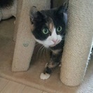とっても小柄な三毛猫のはなちゃん2歳くらい（人馴れ訓練中） − 東京都