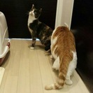とっても小柄な三毛猫のはなちゃん2歳くらい（人馴れ訓練中） - 里親募集